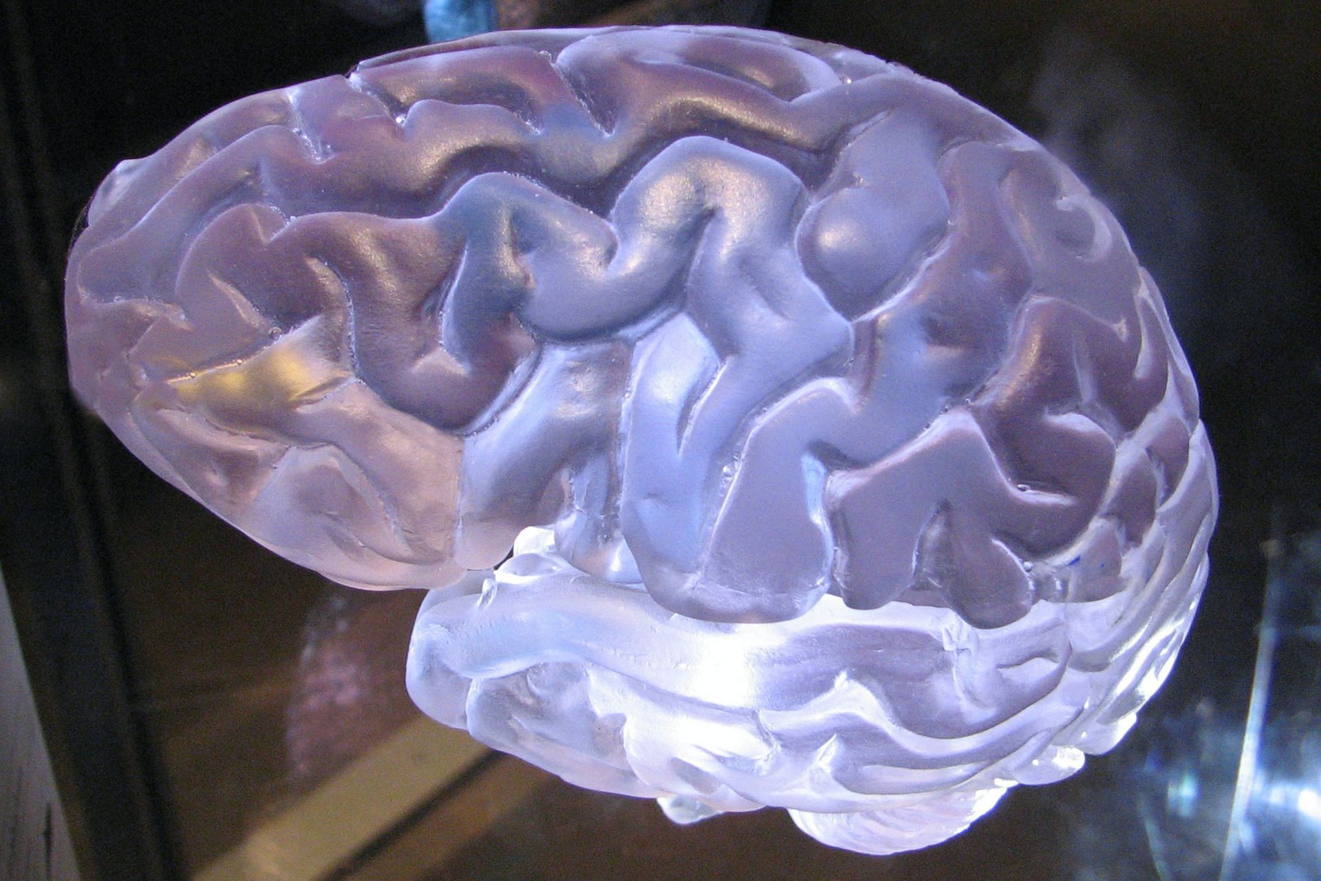 Caan improve cognitive function ten-fold (Image via Unsplash/Lisa Yount)